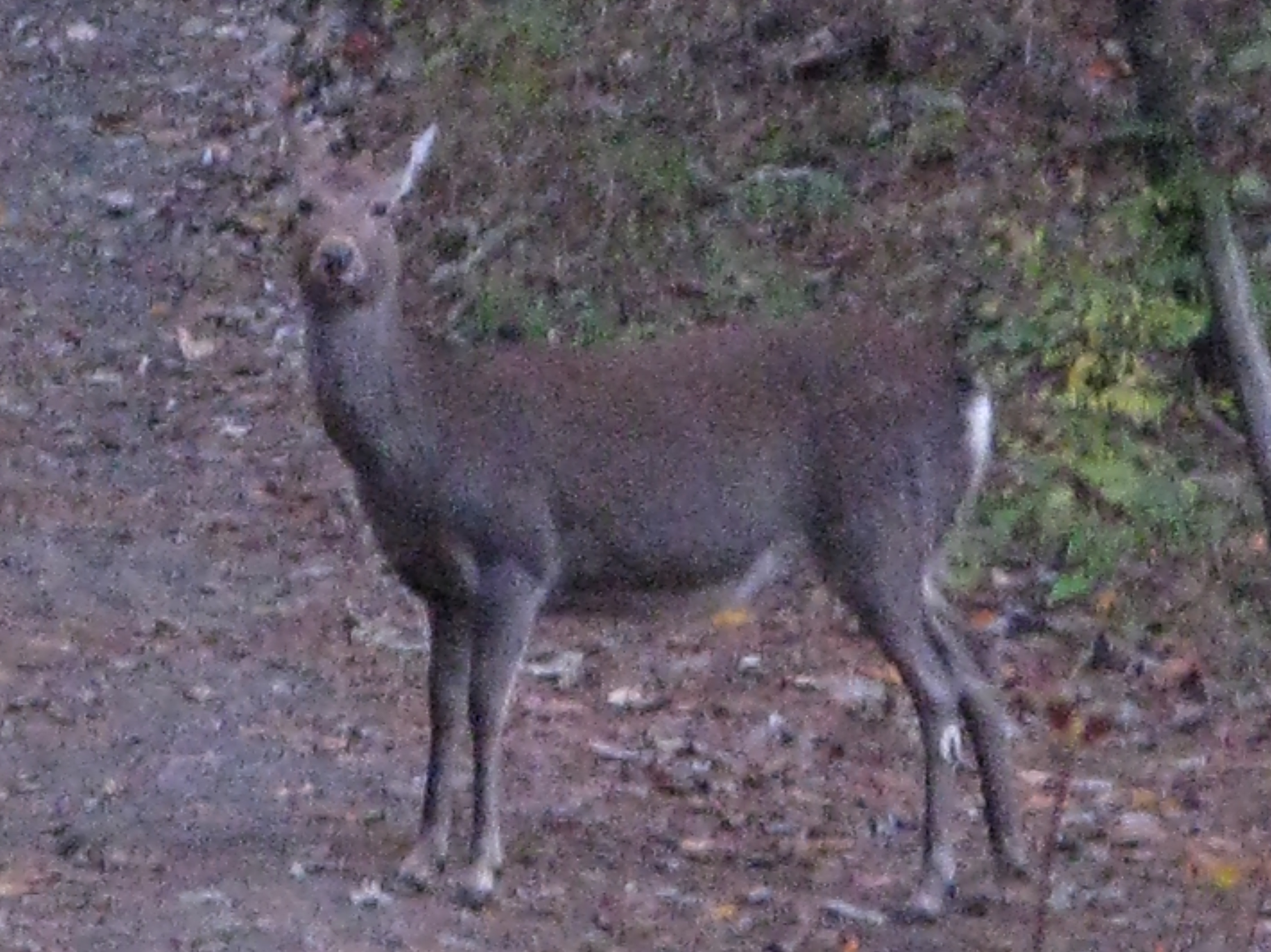 Deer23.jpg