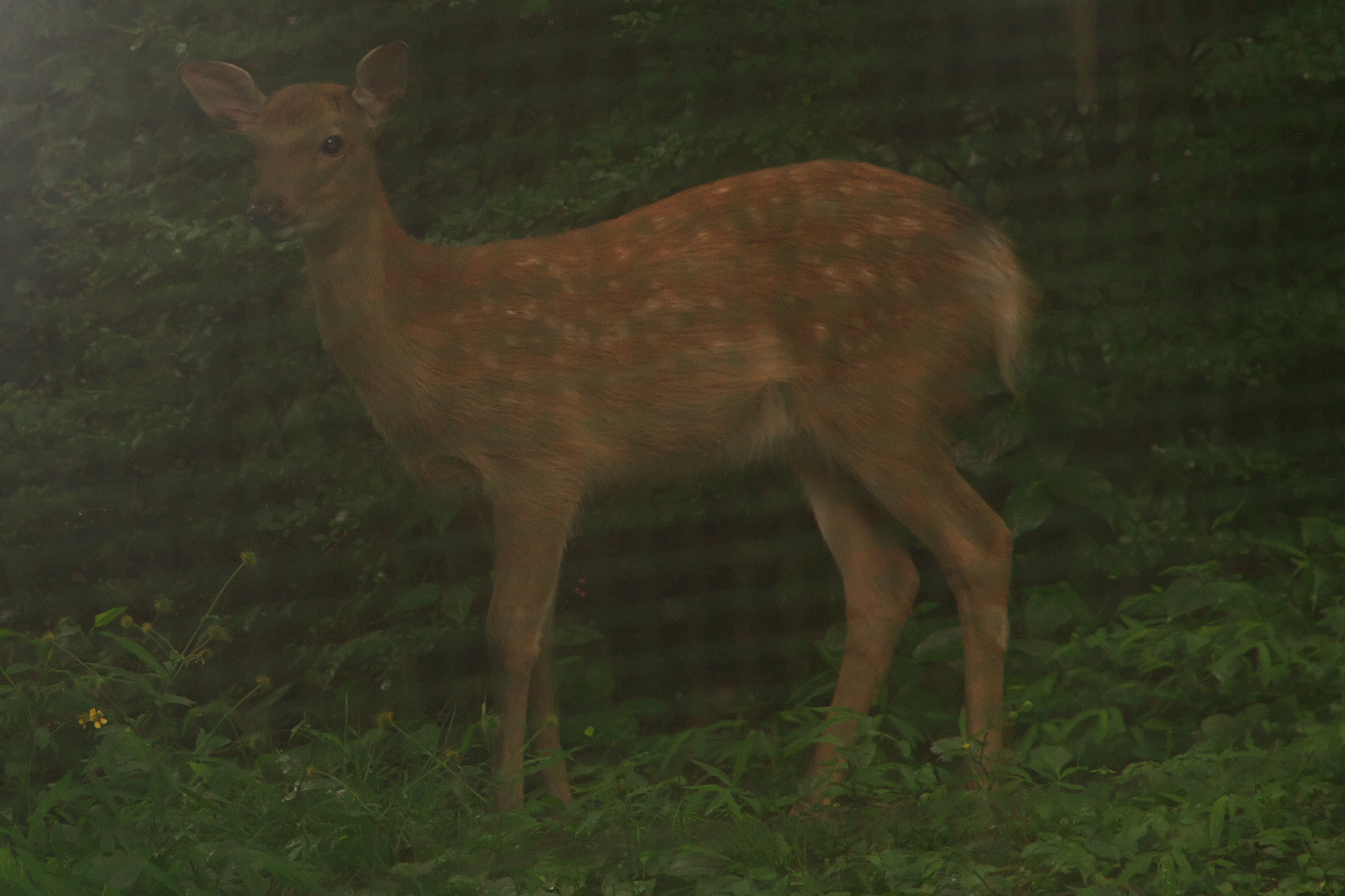 Deer72.jpg