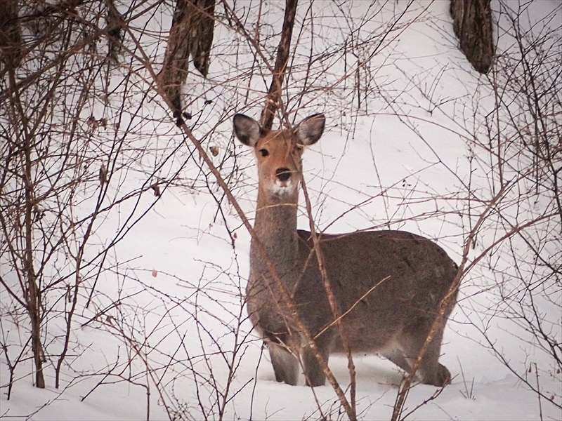 Deer75_R.jpg
