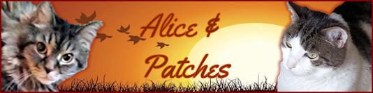 denice Alice and Patches.jpg