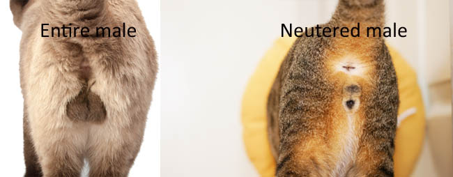 difference-between-entire-male-cat-and-neutered-male-cat.jpg