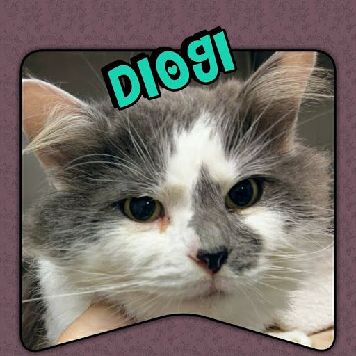 Diogi was adopted.jpg