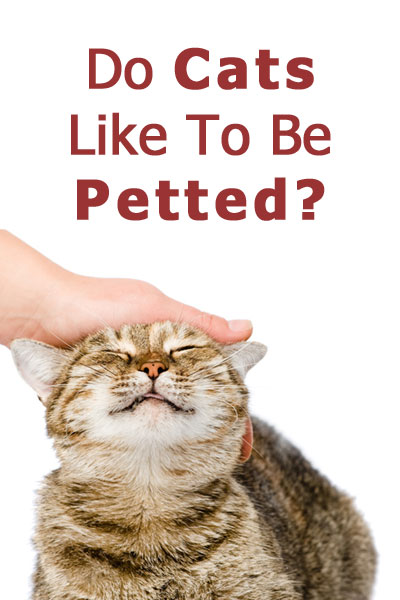 Do cats like to be petted?
