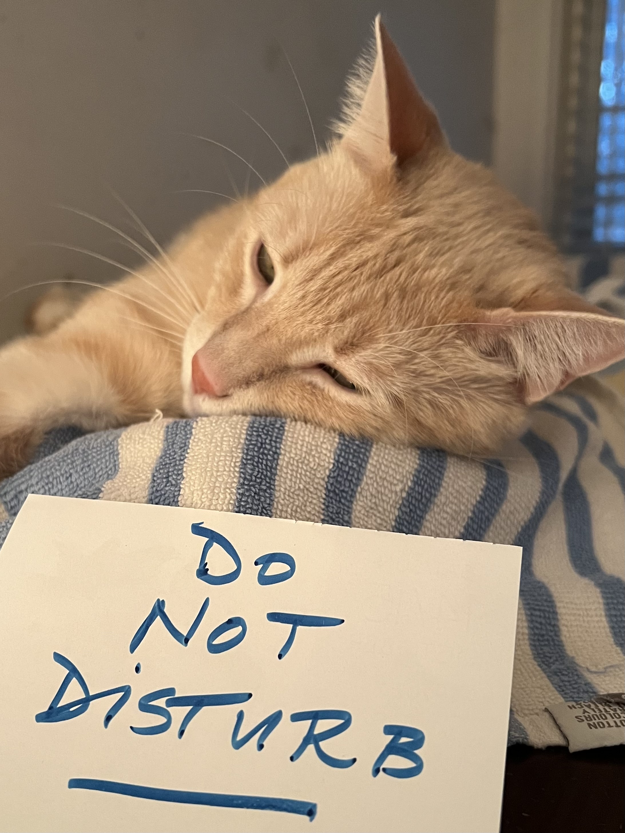 Do Not Disturb 1.jpg