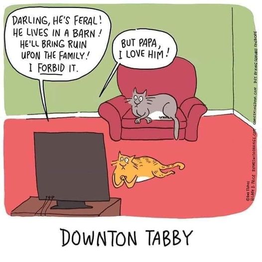Downton Tabby.jpg