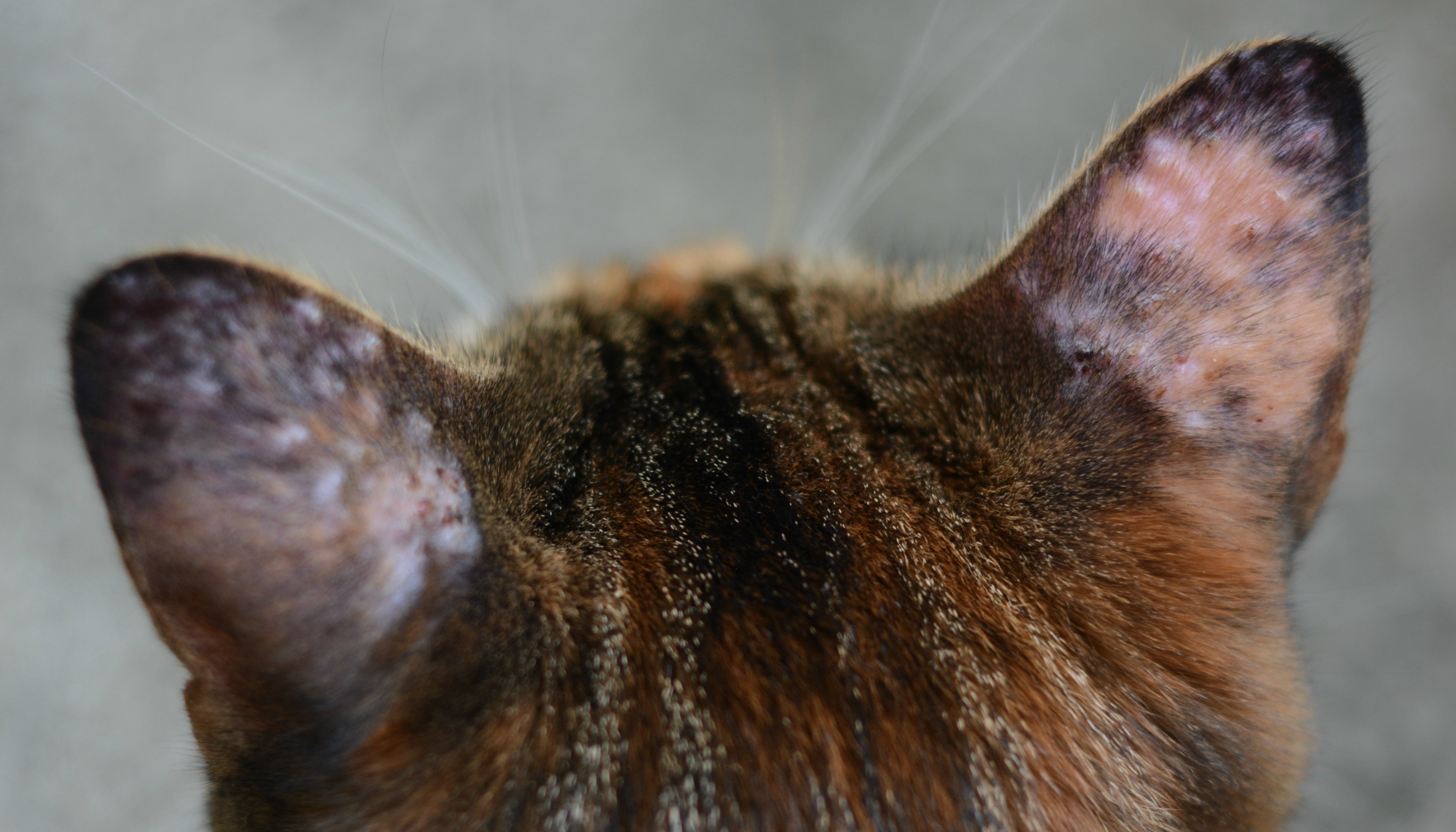 Bumps On My Cats Ears toxoplasmosis