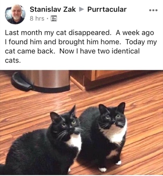 Dual_cats.jpg