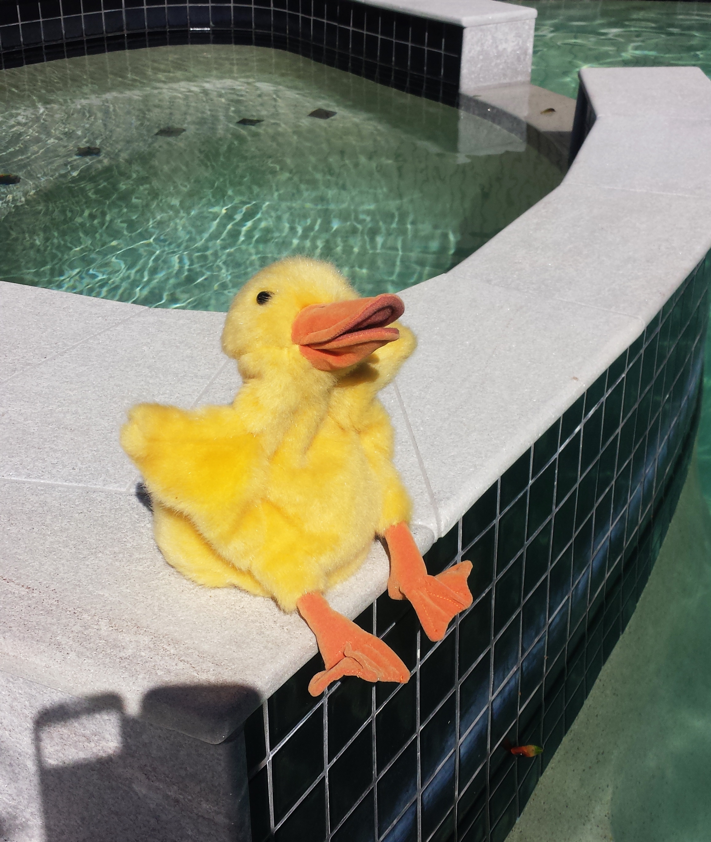 duck poolside.jpg