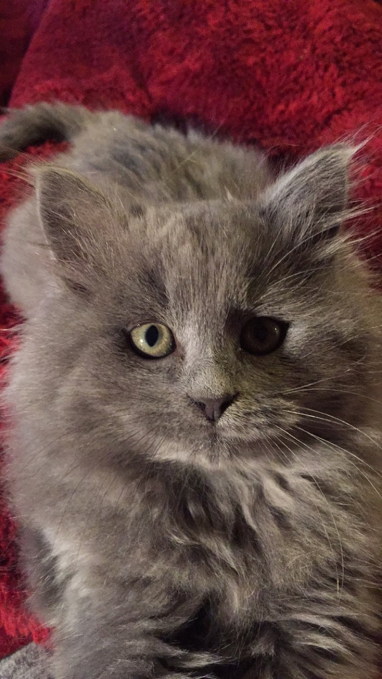Nebelung Or Domestic Long Hair Thecatsite
