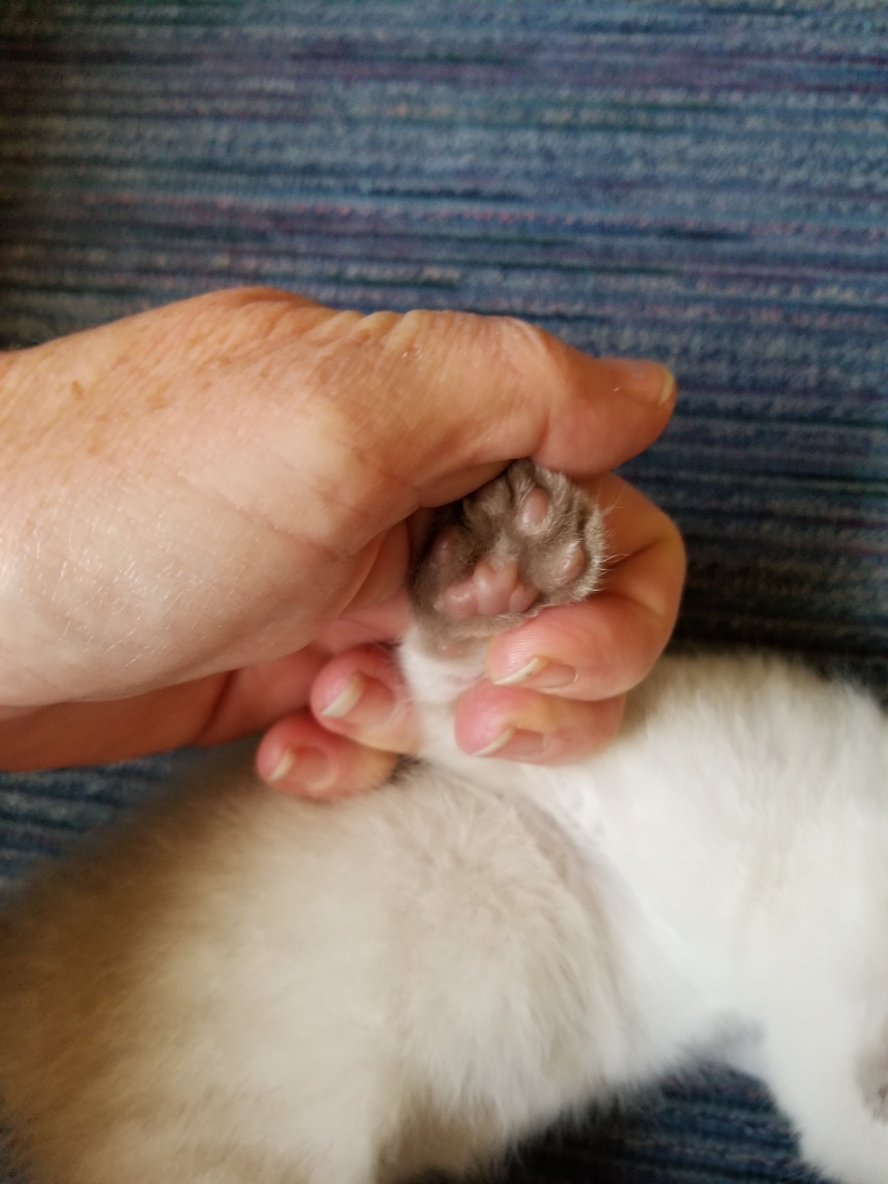 Emmy's kitten's paws.jpg