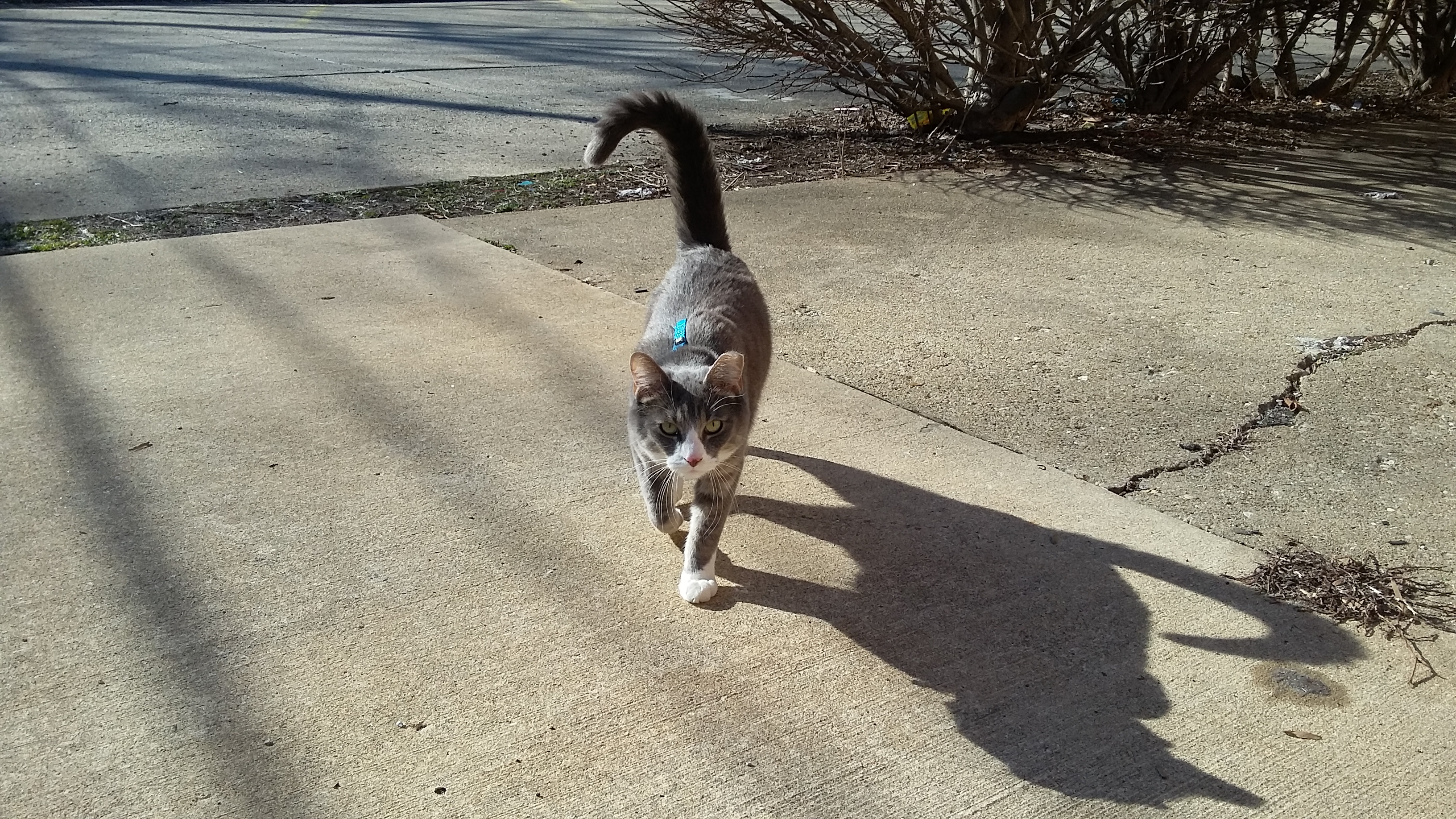 Ex stray cat strut0).jpg