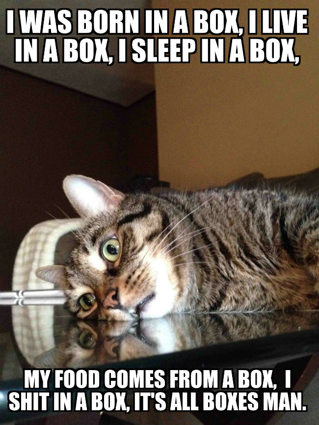 existential-crisis-cat-box-meme.jpg