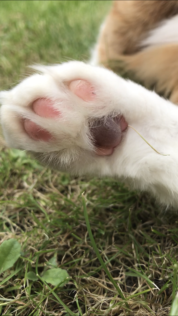 Help? Bruised maybe Blister/infect paw pad? TheCatSite