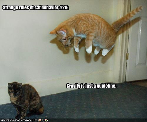 f588bad0bb40b81703098be049633969--funny-cat-pictures-funny-pics.jpg