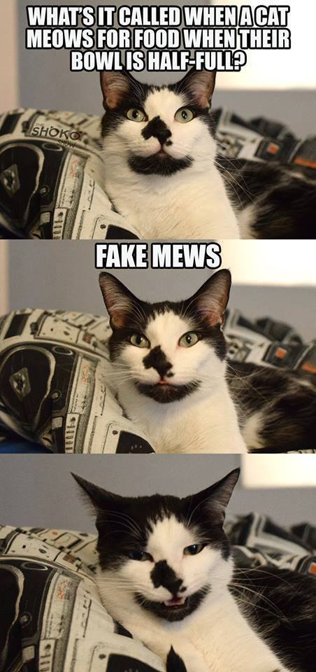 fake mews.jpg