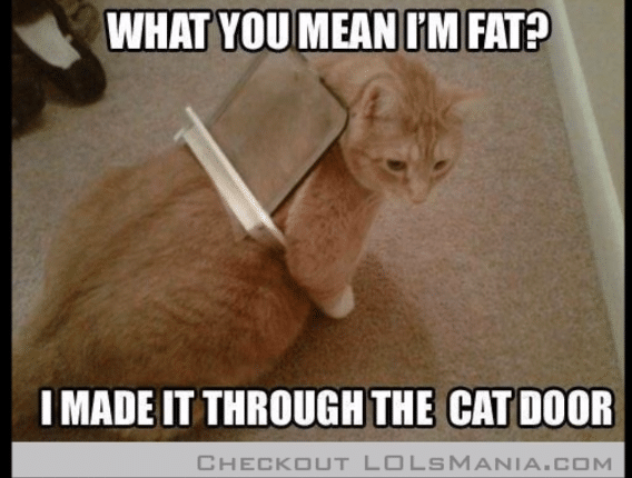 fat-cat-memes-1.png