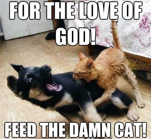 feed cat.jpg