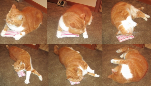 flakes playing with catnip toy.jpg
