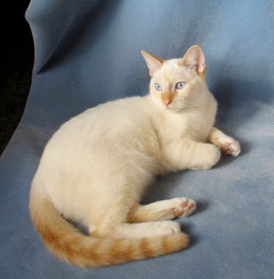 flame-point-siamese-cat-bonsaibutterfly2.jpg