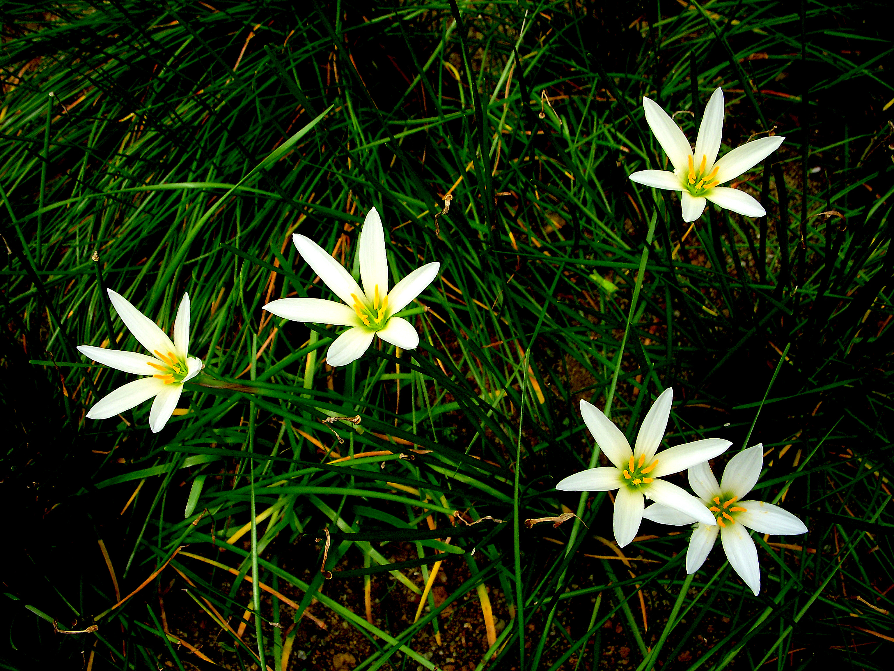 Flowers 20080331_0071.JPG