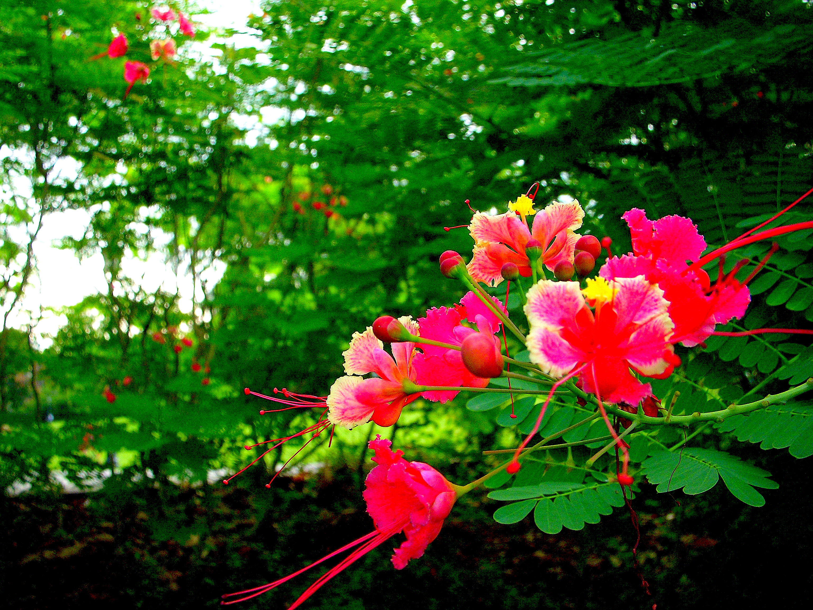 Flowers 20090314_0091.JPG