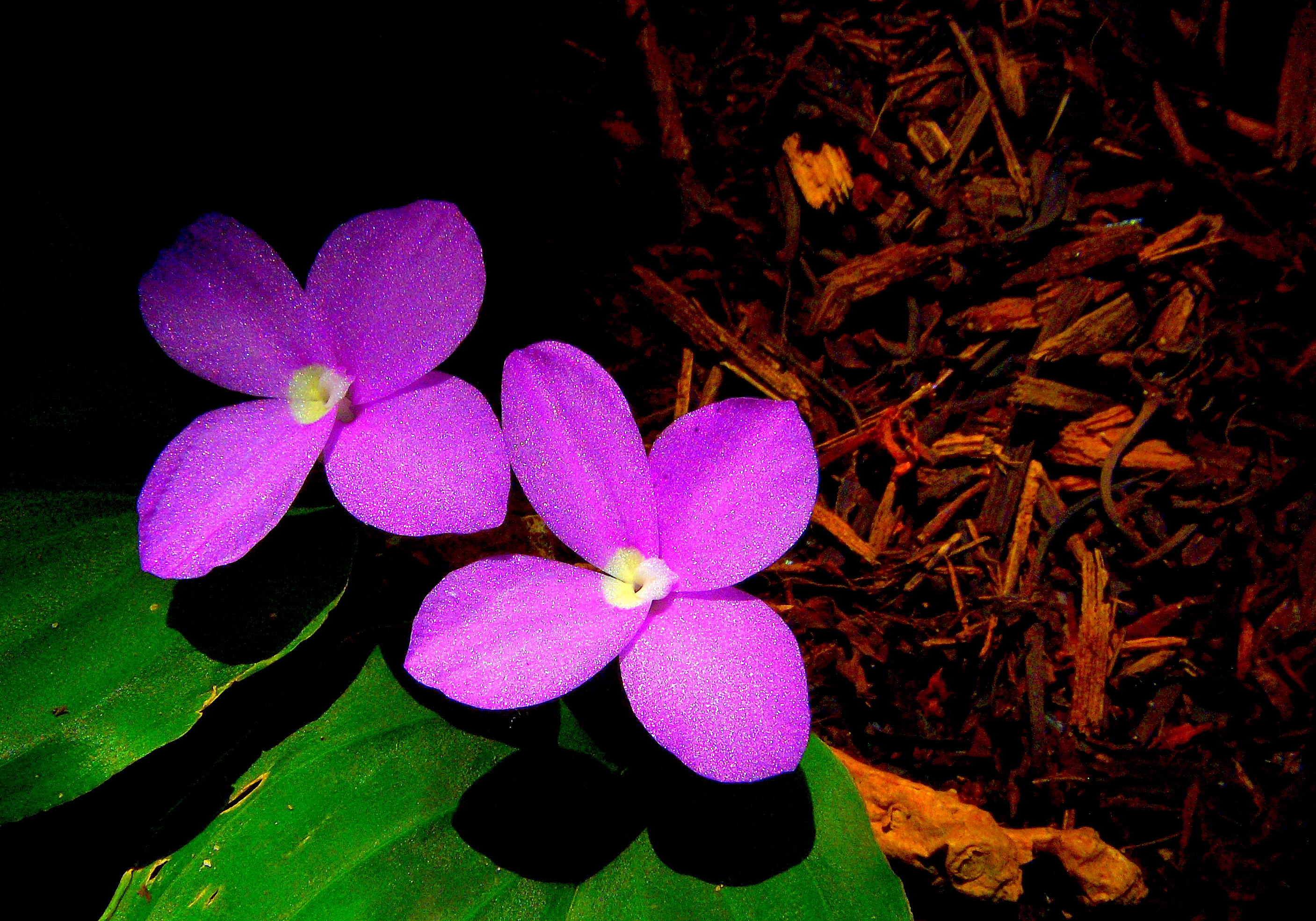 - Flowers 20090314_0092.JPG