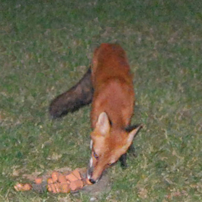 foxdogs.jpg