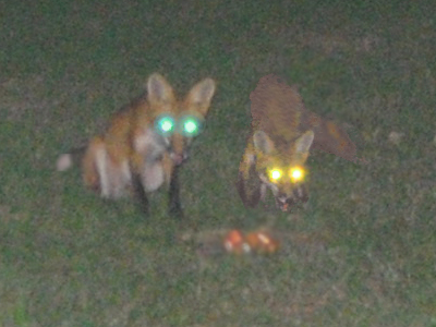 foxielasers.jpg