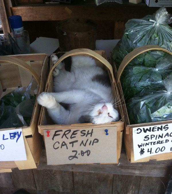 fresh catnip.jpg