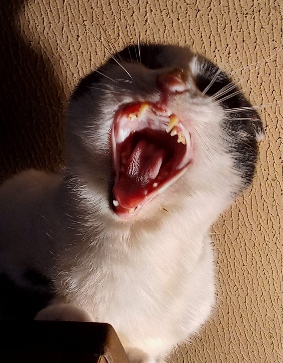 Friday yawn.jpg