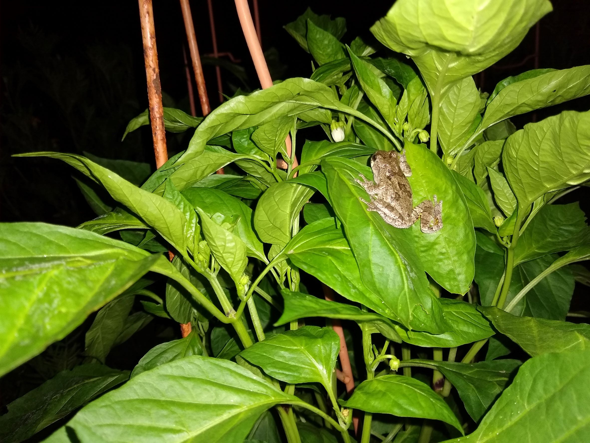 Frog on plant.jpg