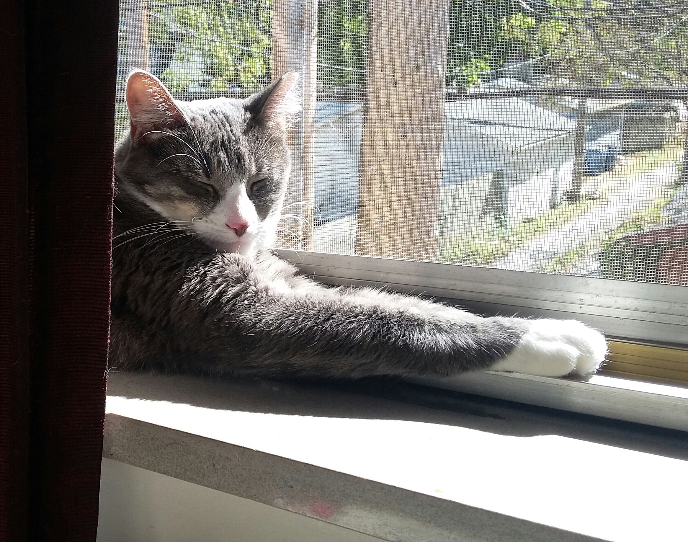 front legs stretched window.jpg