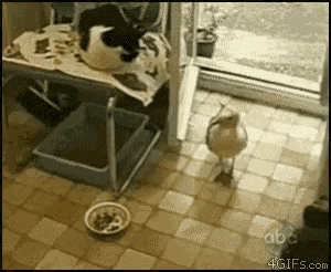 funny-animals-ill-take-this-to-go.gif