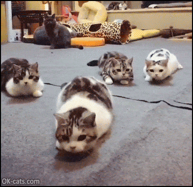 Funny Cat GIF • 4 cats ready to attack the red dot Funny little butt wiggles [ok-cats.com].gif