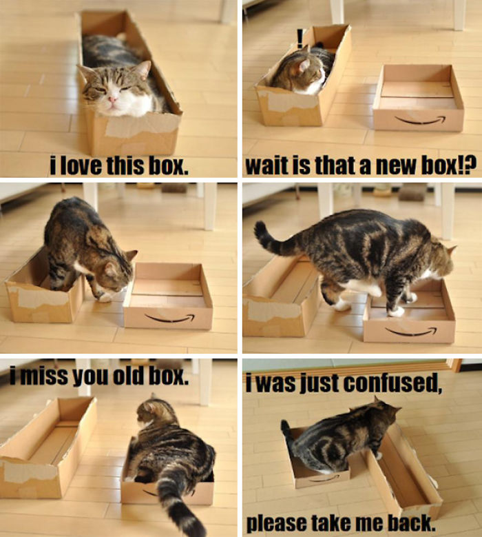 funny-cat-logic-31__700.jpg