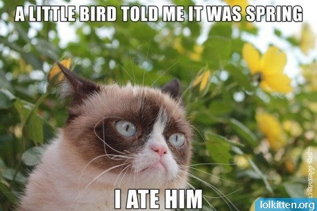 funny-cat-lolcat-ate-the-spring-bird.jpg