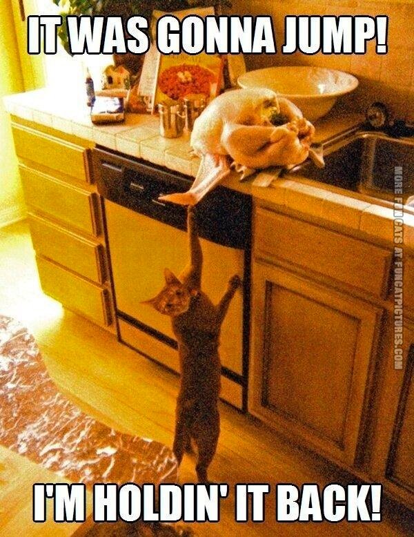 funny-cat-pics-holding-the-turkey-back.jpg