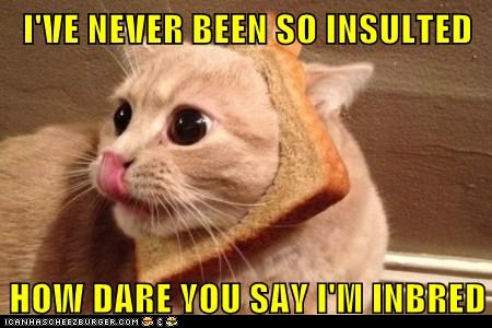 funny-cat-pictures-lolcats-ive-never-been-so-insulted.jpg
