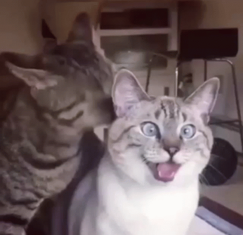 funny-cats-cats.gif