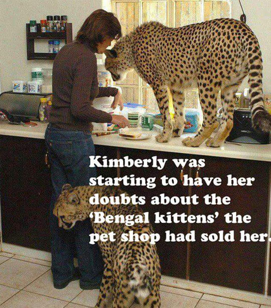 funny-cheeta-kitchen-cat1.jpg