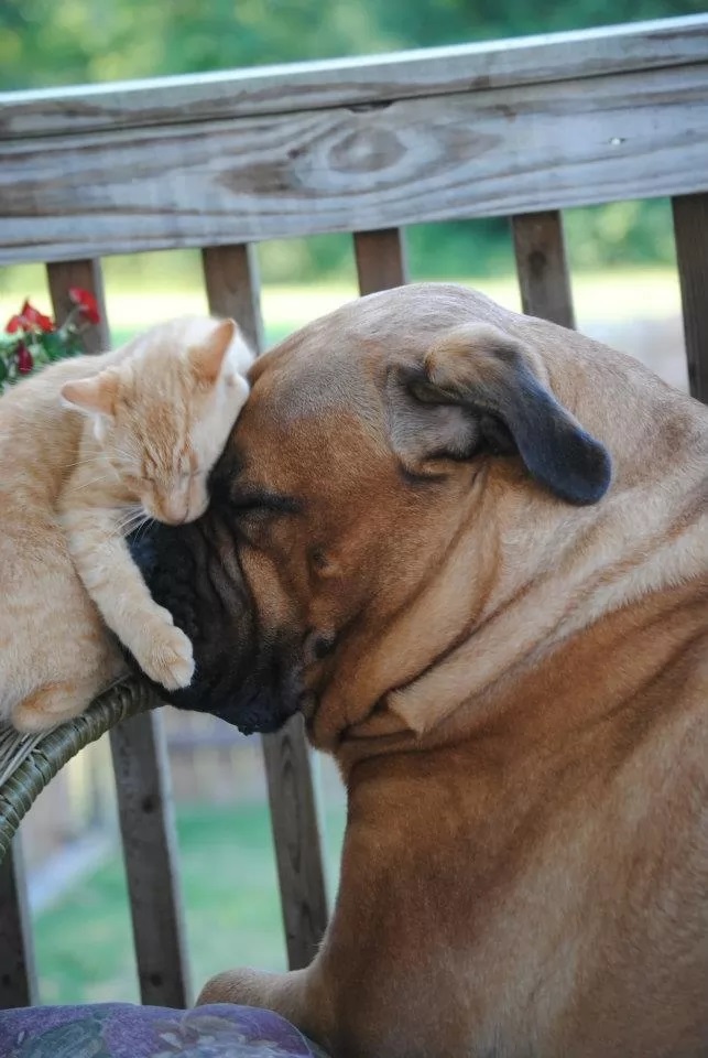 funny-hug-kitty-dog.jpg