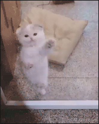 Funny+Kitten+GIF+Cute+white+Spider+kitten+climbing.gif