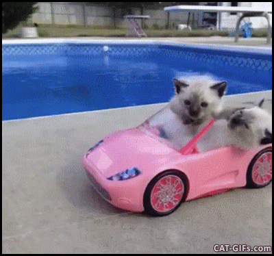 Funny+Kitten+GIF+%E2%80%A2+2+color+point+Kittens+in+their+pink+car.gif