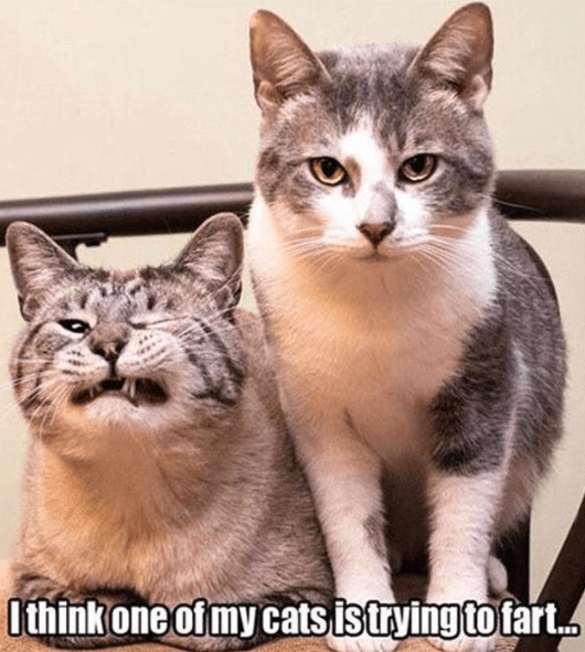 funny-meme-of-2-cats-and-one-seriously-looks-like-he-is-trying-to-fart (1).png