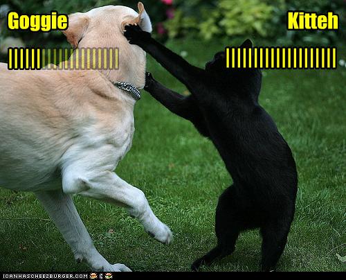 funny-pictures-cat-and-dog-battle.jpg