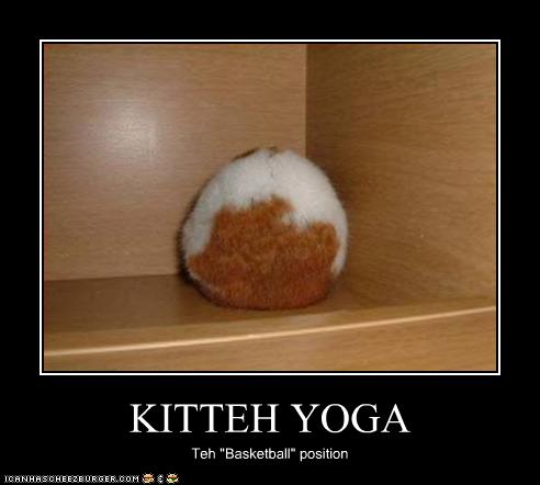 funny-pictures-cat-does-yoga.jpg