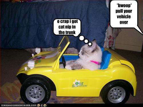 funny-pictures-cat-gets-pulled-over.jpg