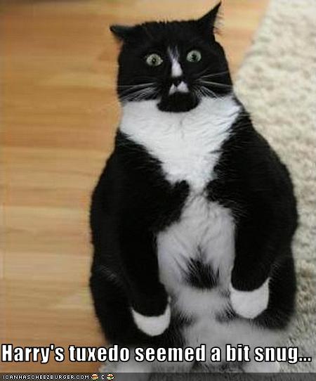 funny-pictures-cat-has-tight-tuxedo.jpg