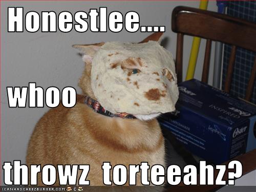 funny-pictures-cat-has-tortilla-on-face.jpg