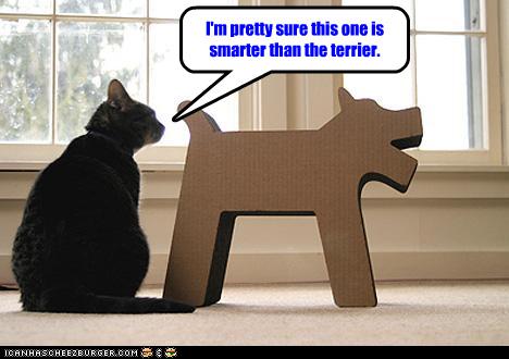 funny-pictures-cat-insults-intelligence-of-dog.jpg